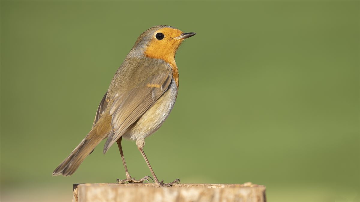 European Robin