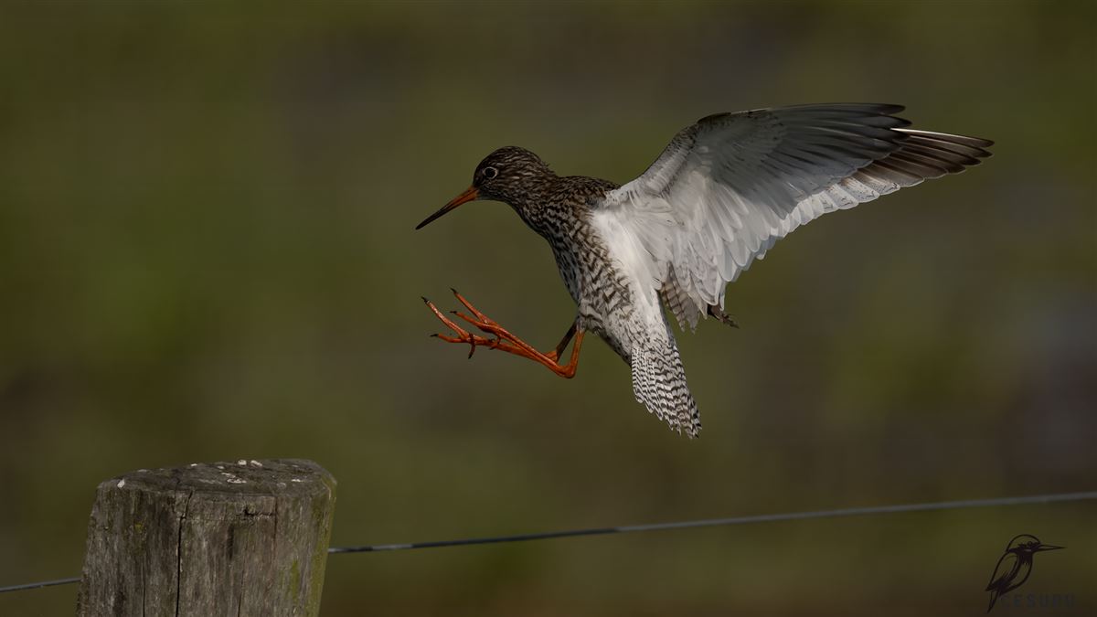 Common Redshank