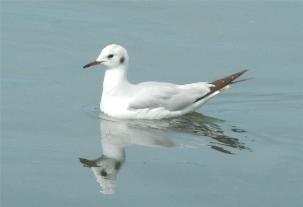 Black-headed Gull