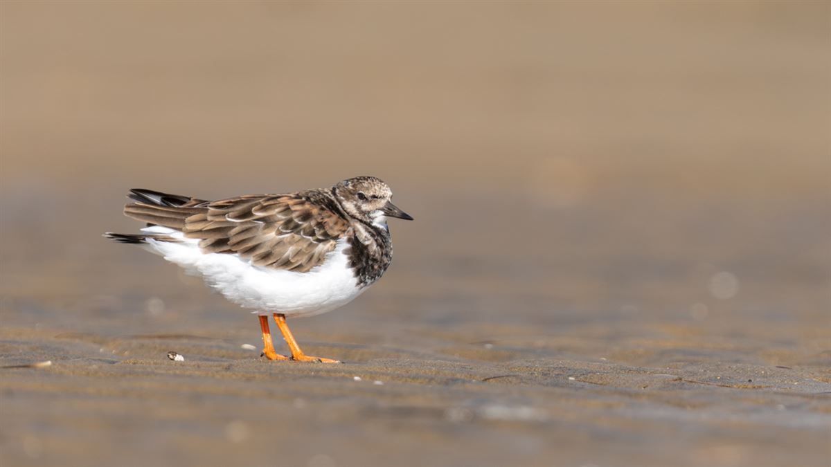 Ruddy Turnstone