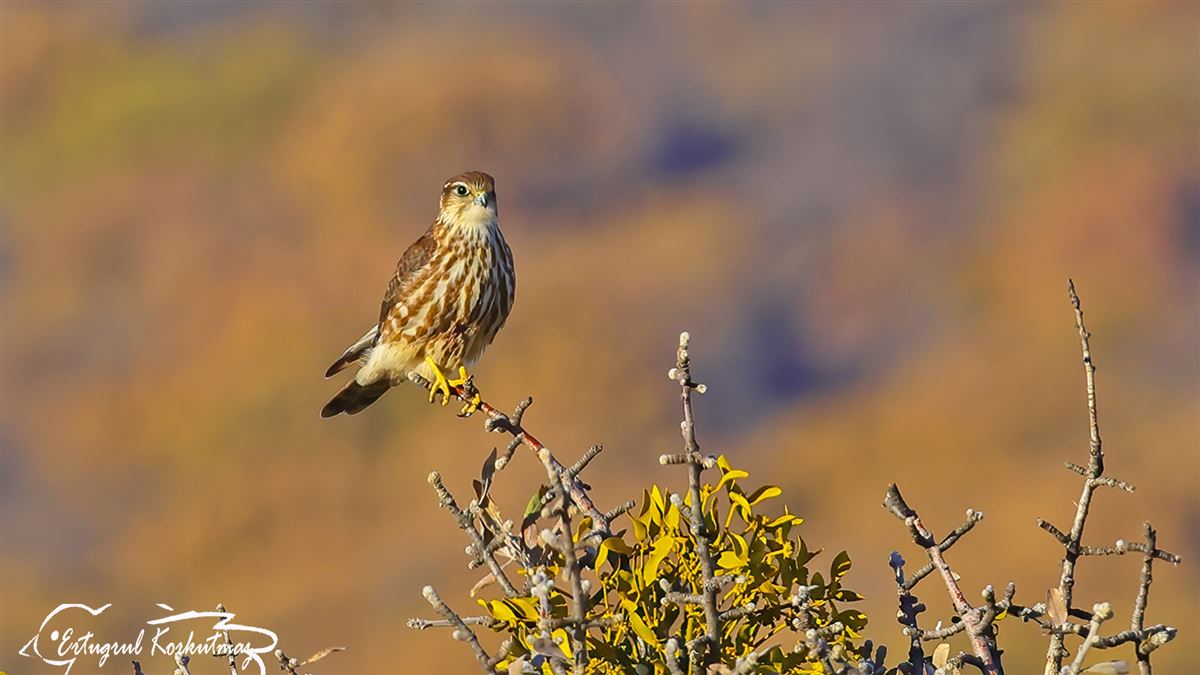 Merlin