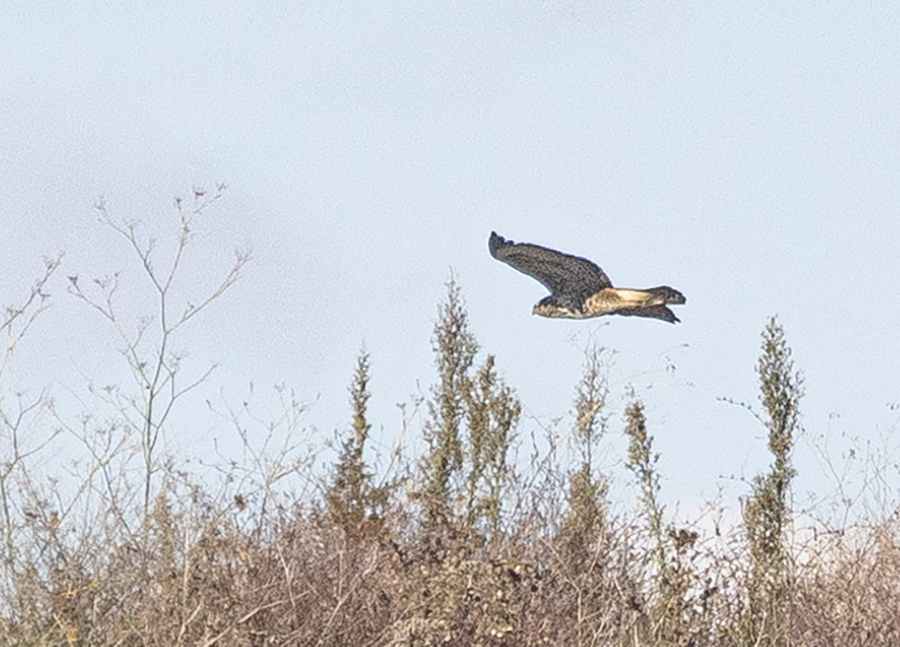 Common Buzzard