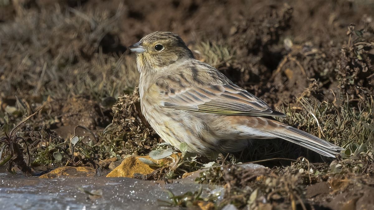 Yellowhammer