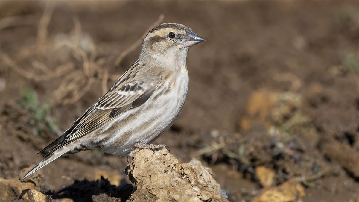 Rock Sparrow