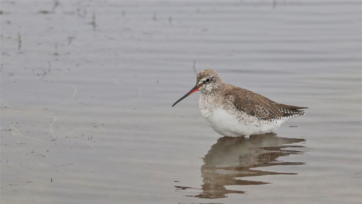 Spotted Redshank