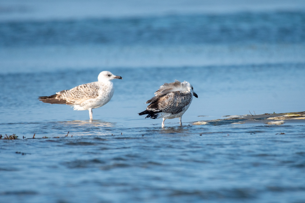 Yellow-legged Gull