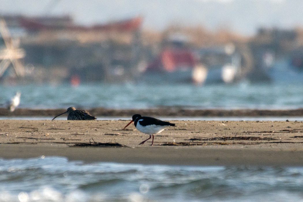 Eurasian Oystercatcher