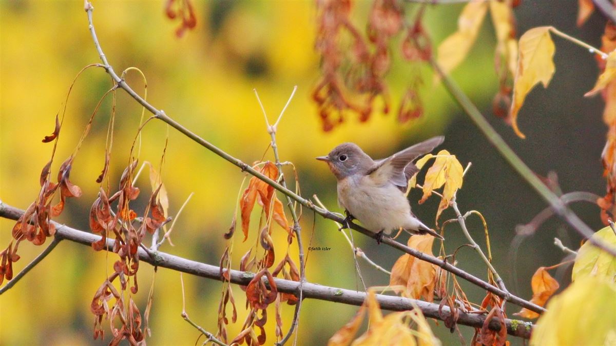 Red-breasted Flycatcher