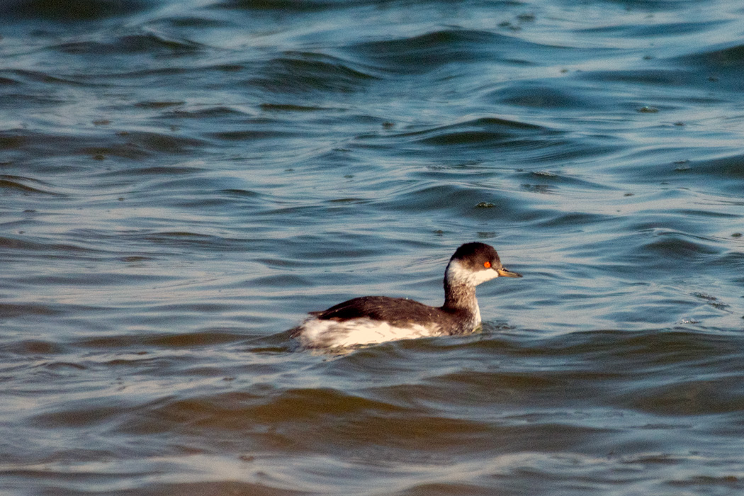 Black-necked Grebe