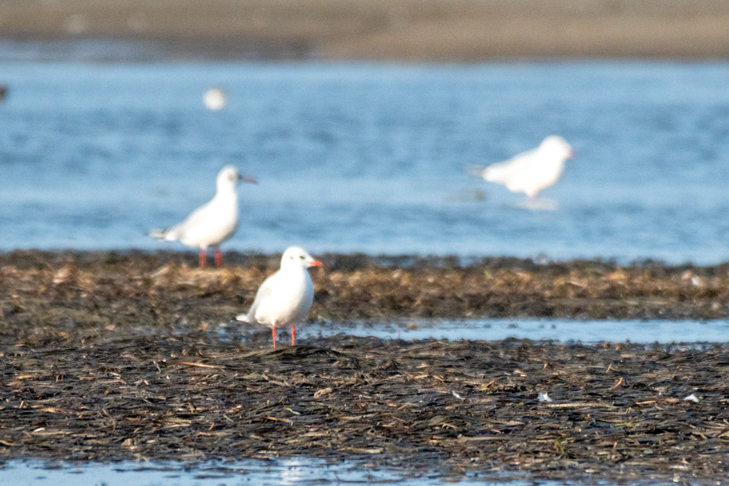 Black-headed Gull
