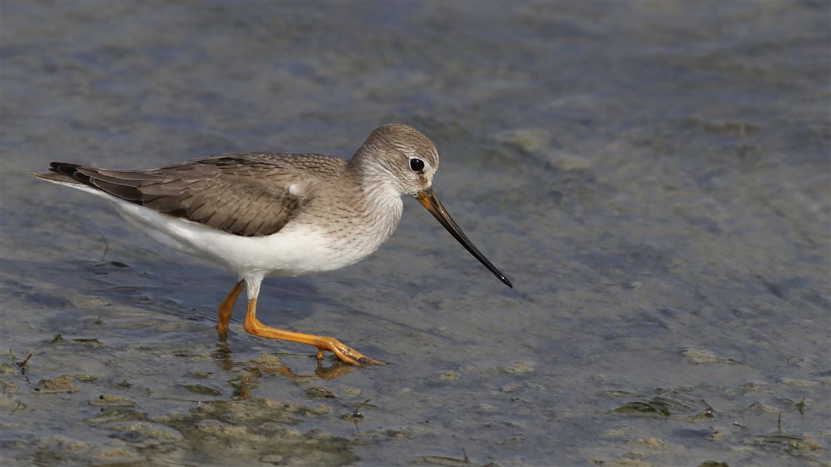 Terek Sandpiper
