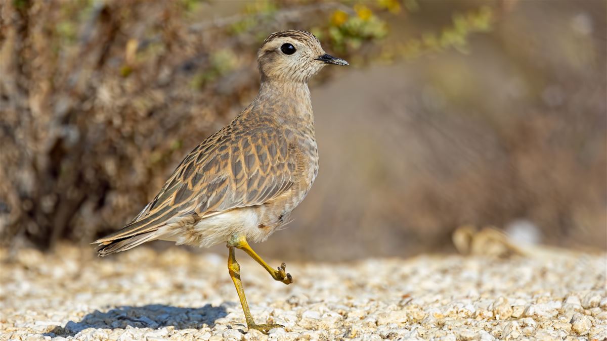 Eurasian Dotterel