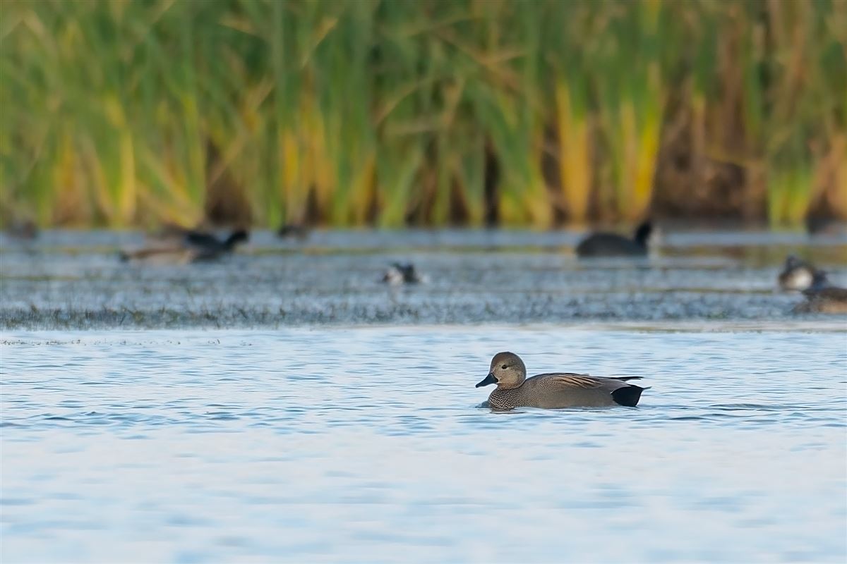 Gadwall
