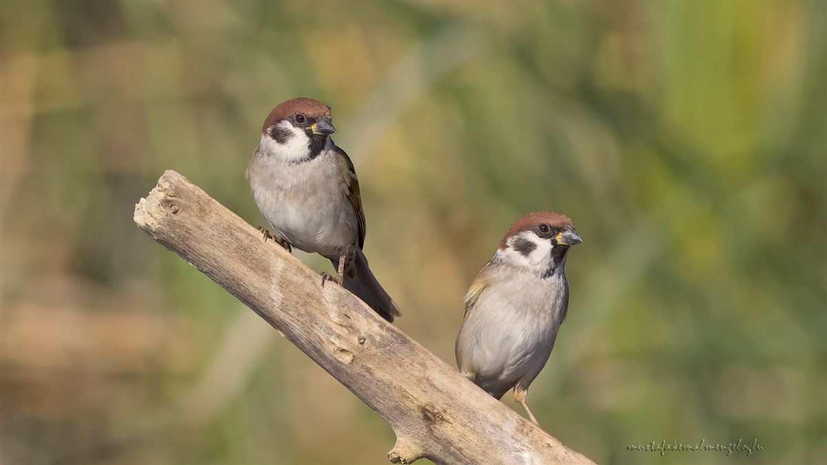 Eurasian Tree Sparrow