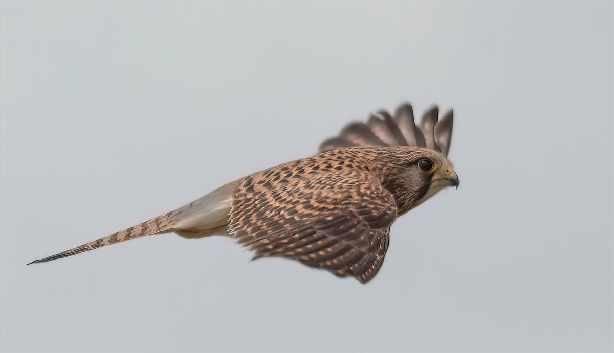 Common Kestrel