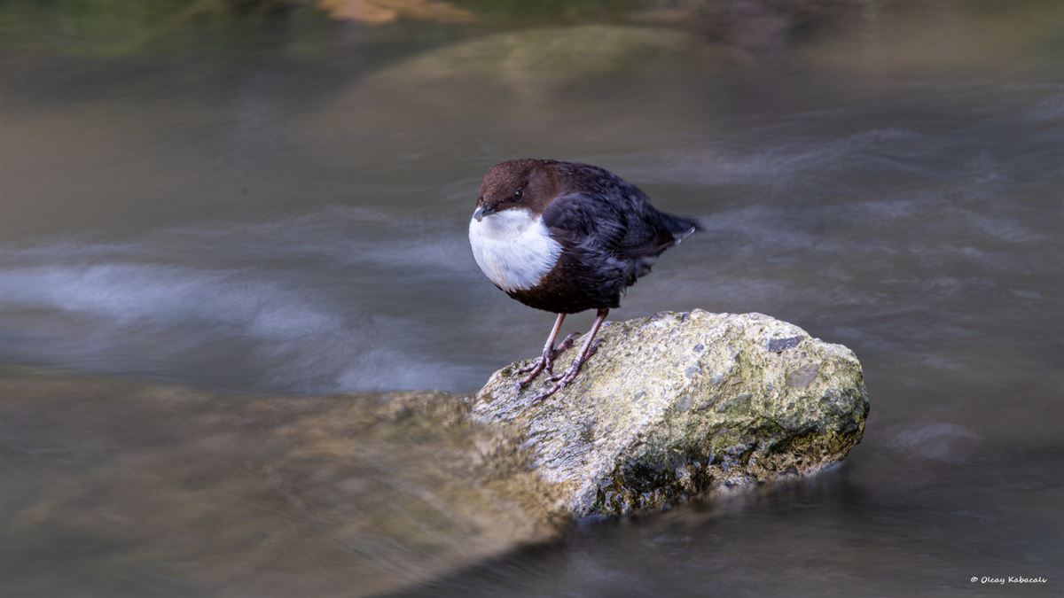 White-throated Dipper