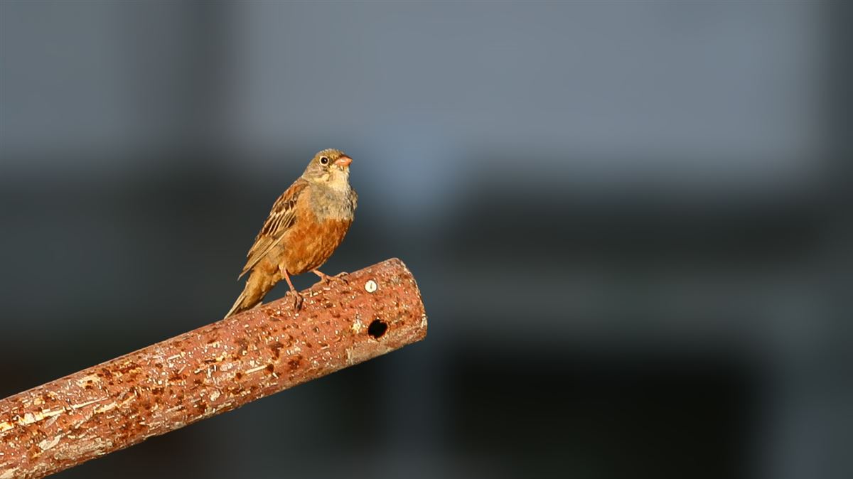 Ortolan Bunting