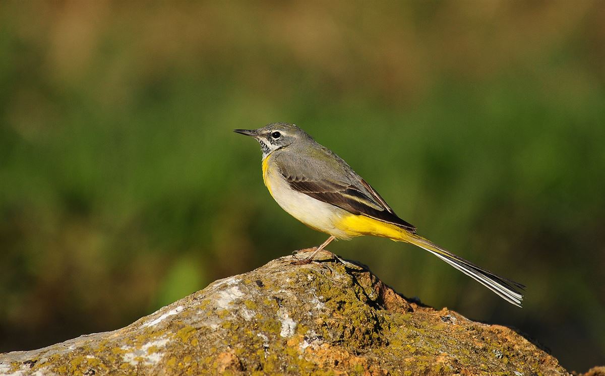 Grey Wagtail