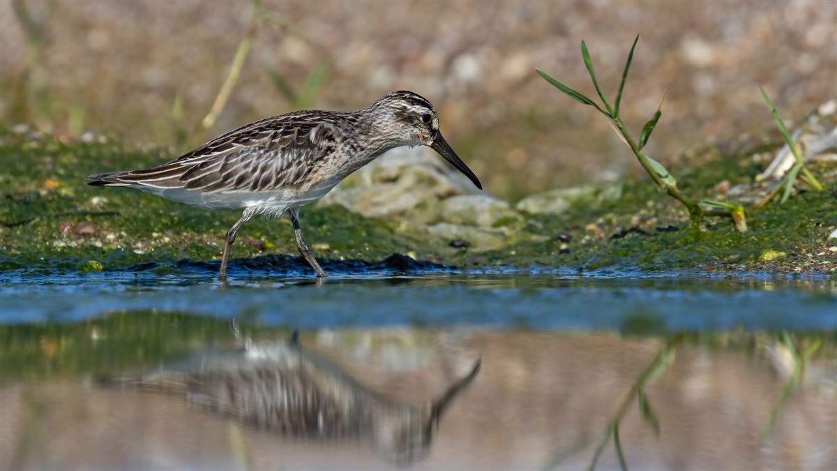 Broad-billed Sandpiper