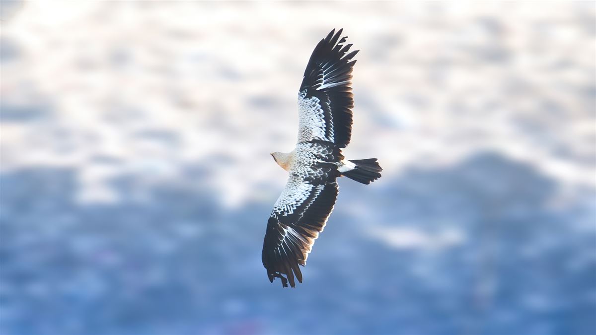 Greater Spotted Eagle