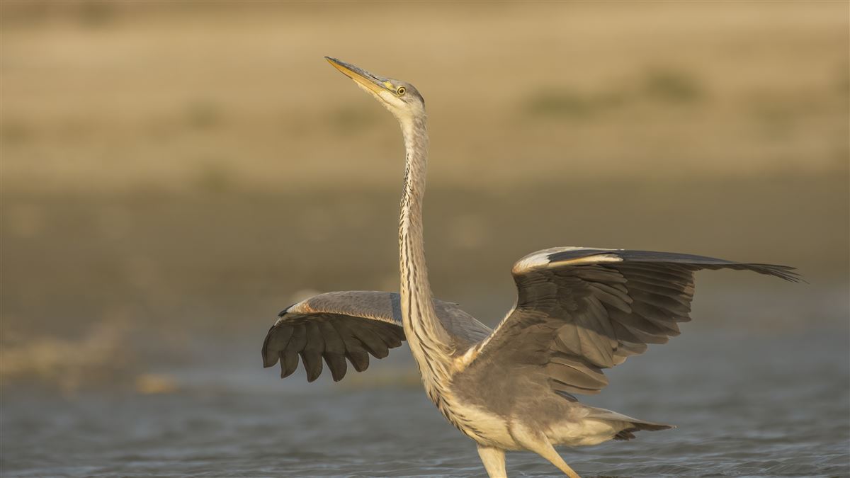 Grey Heron