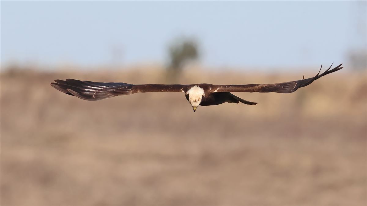 Western Marsh Harrier