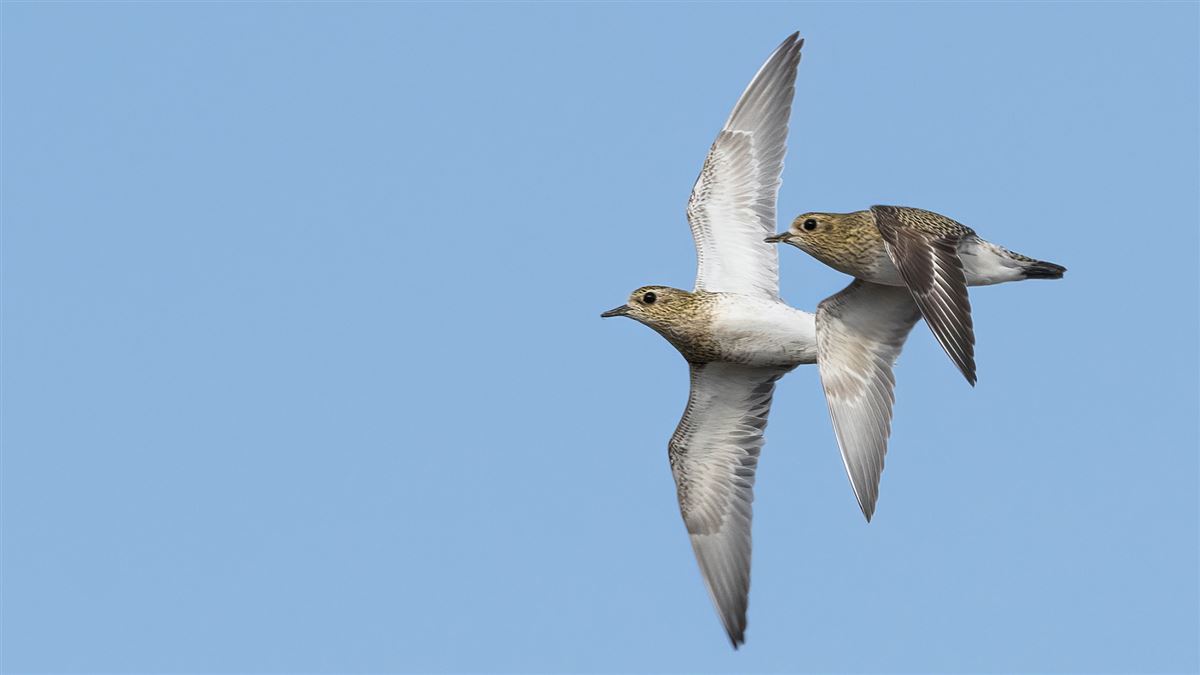 European Golden Plover