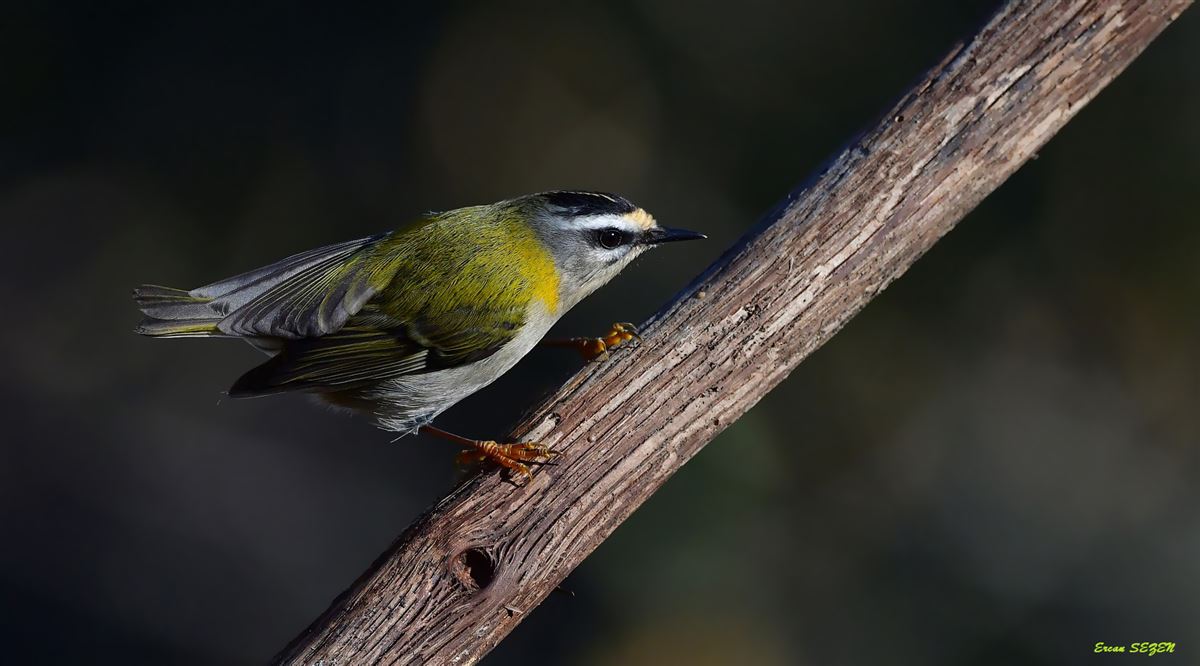 Common Firecrest