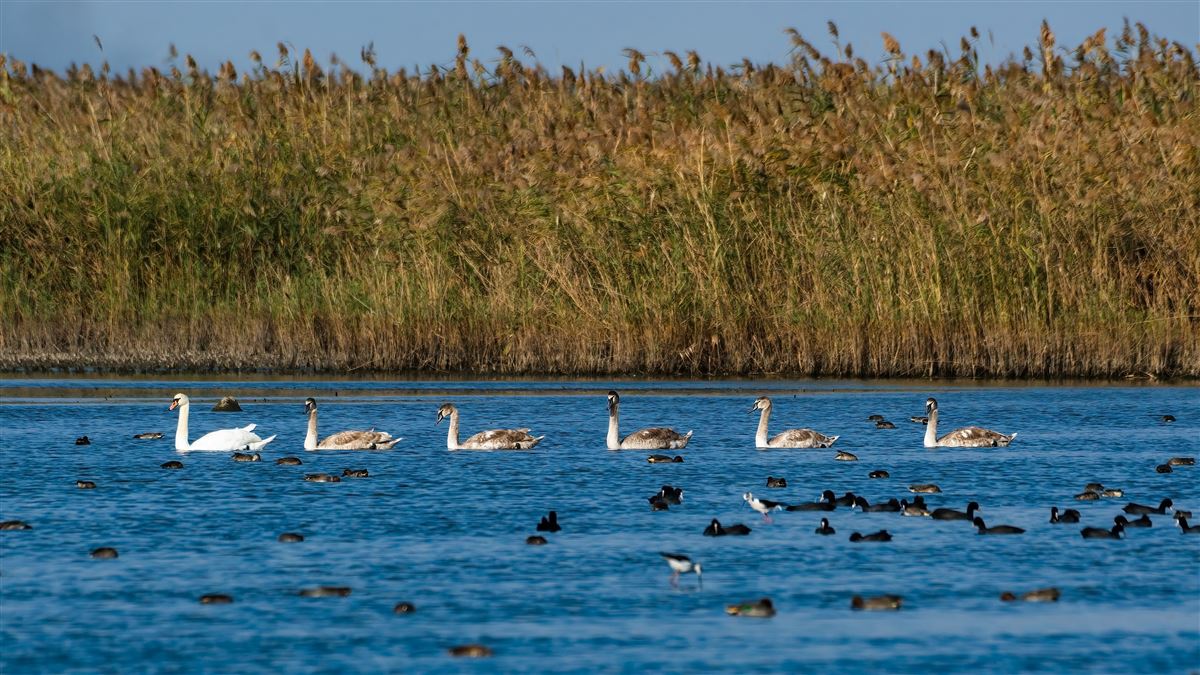 Mute Swan