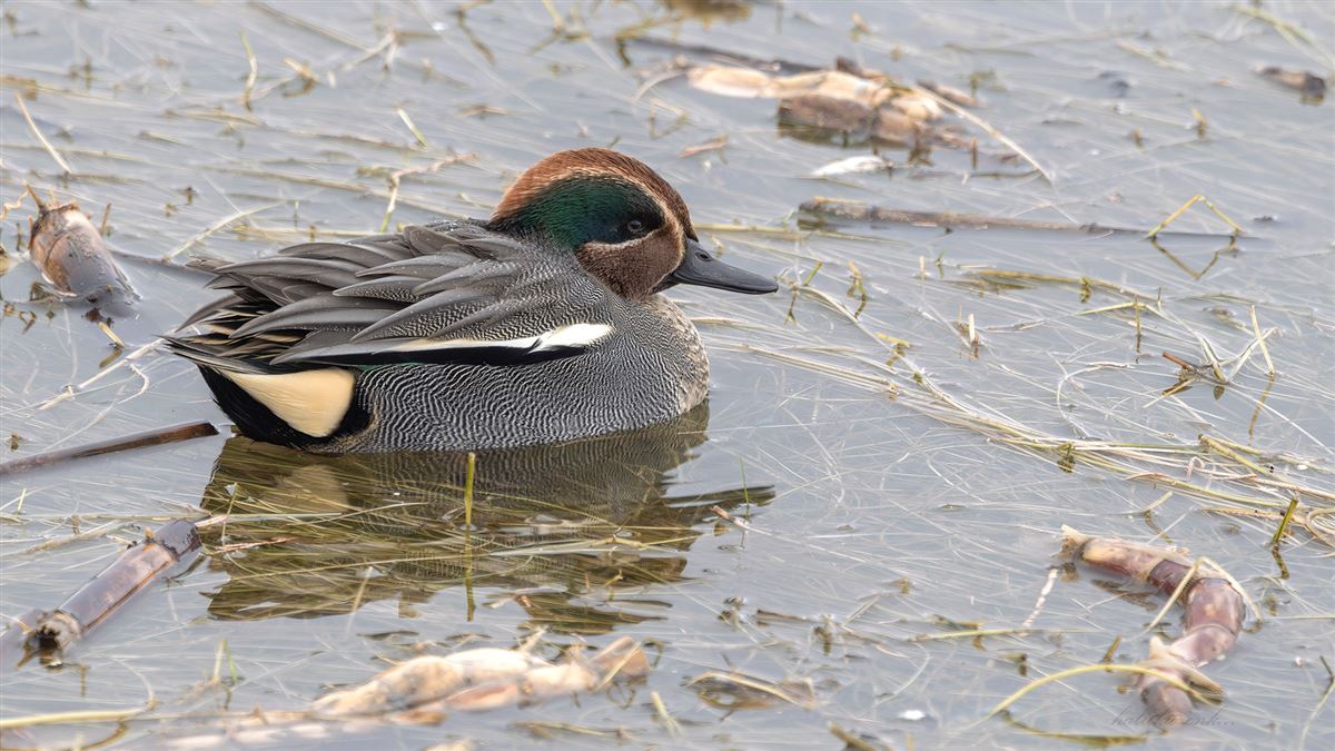 Eurasian Teal