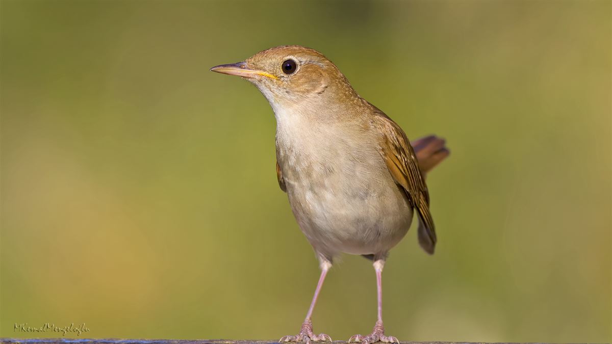 Common Nightingale