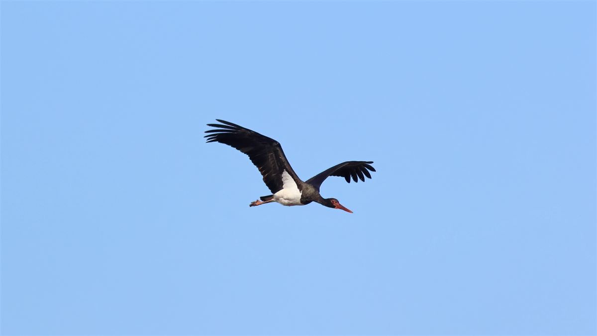 Black Stork