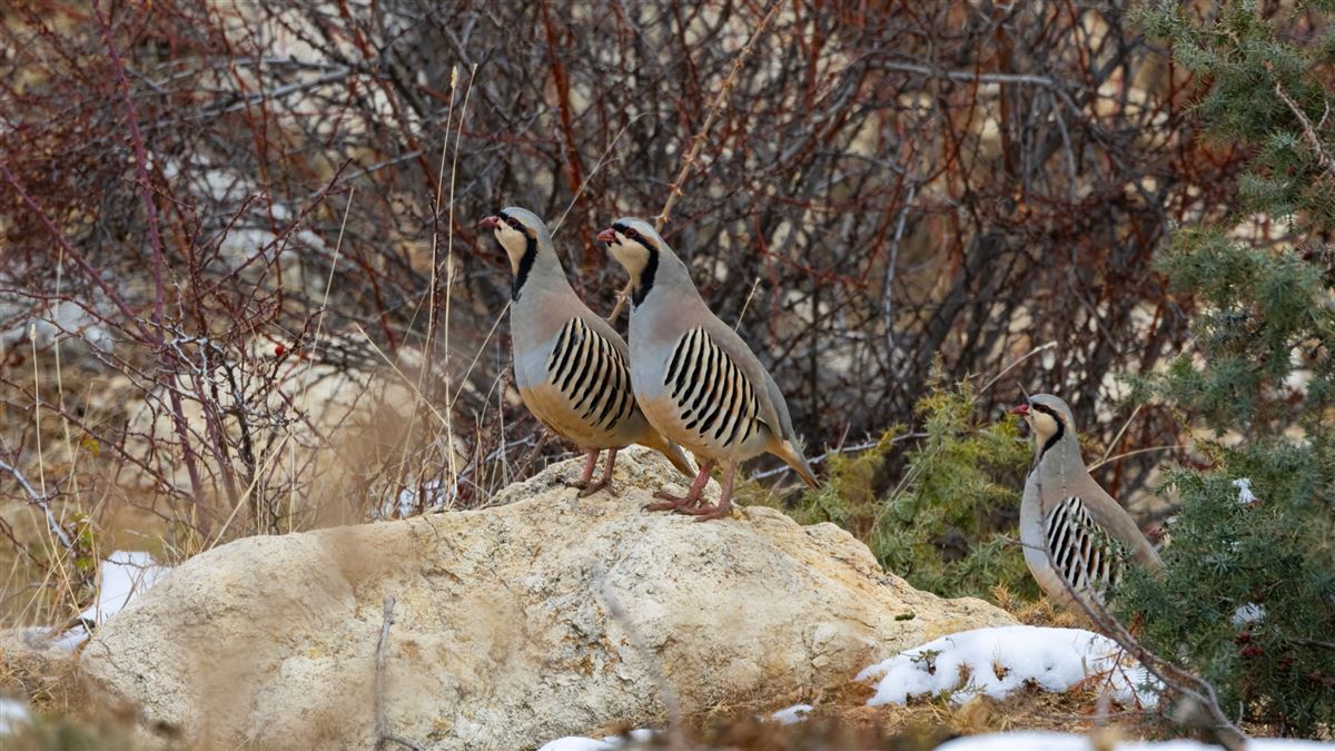 Chukar Partridge
