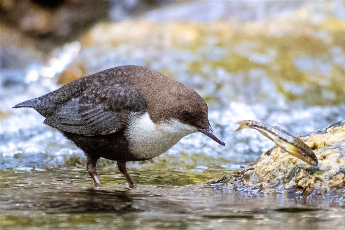 White-throated Dipper