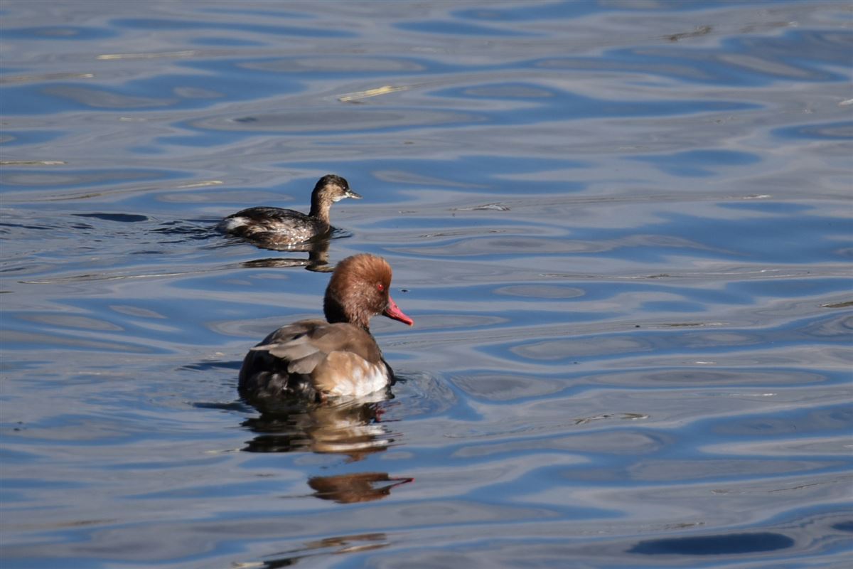 Red-crested Pochard