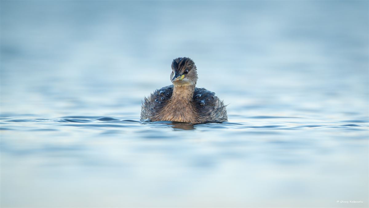Little Grebe