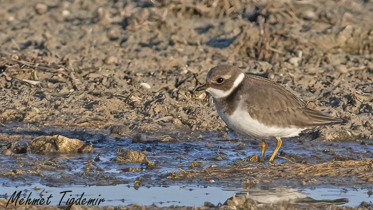 Common Ringed Plover