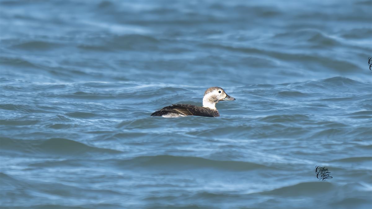Long-tailed Duck