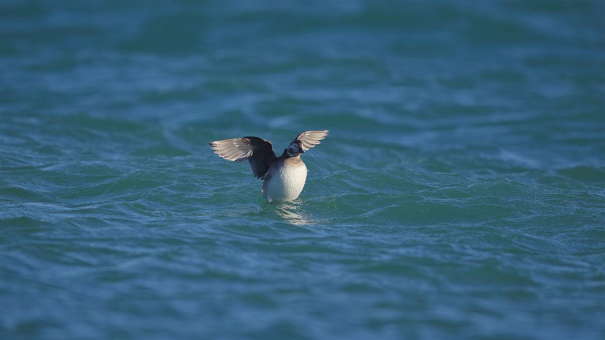 Long-tailed Duck