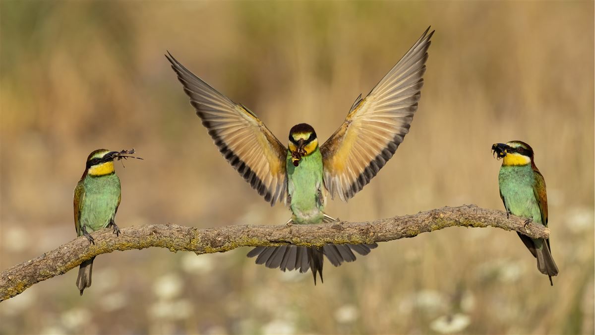 European Bee-eater