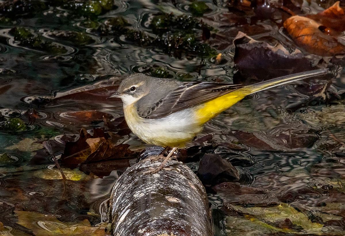 Grey Wagtail