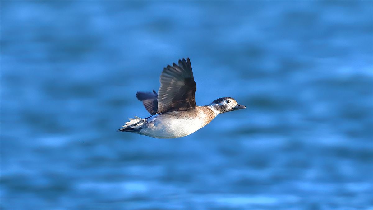 Long-tailed Duck