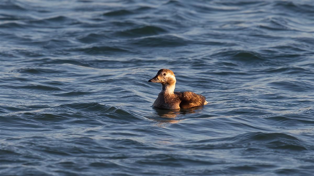 Long-tailed Duck
