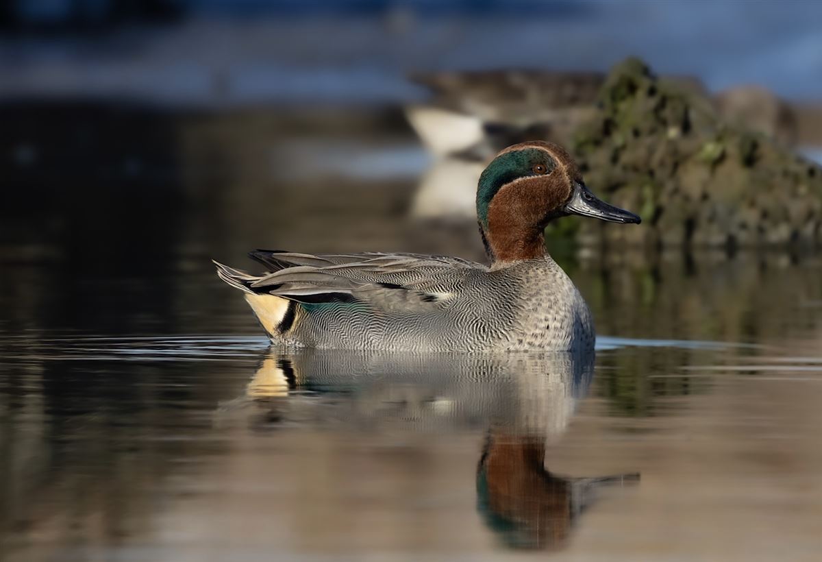 Eurasian Teal