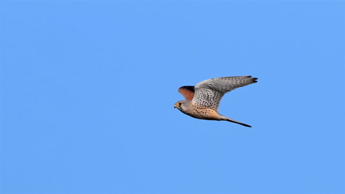 Common Kestrel