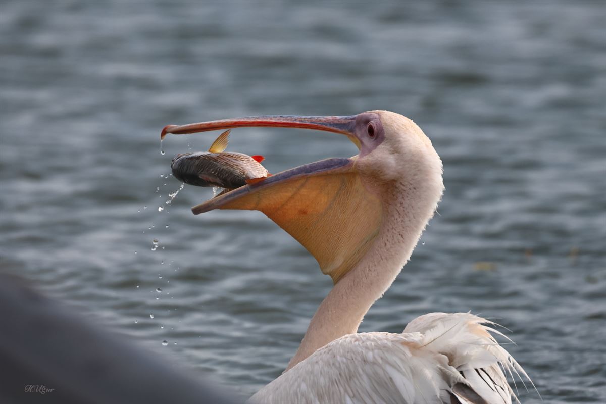 Great White Pelican