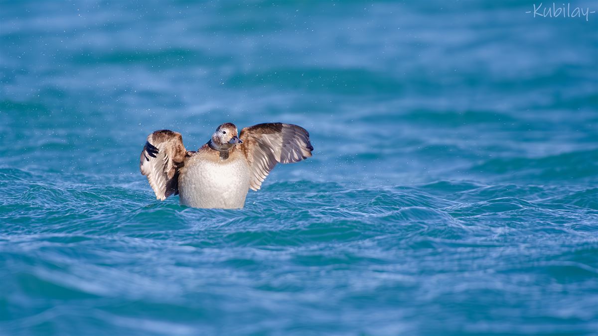 Long-tailed Duck