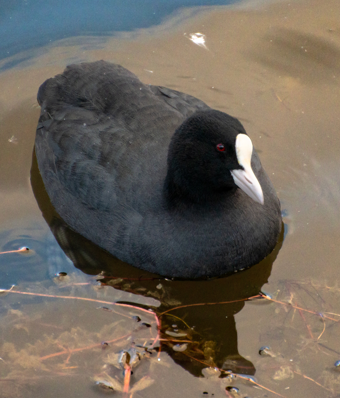 Eurasian Coot