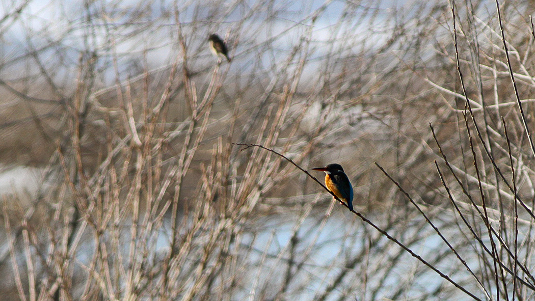 Common Kingfisher