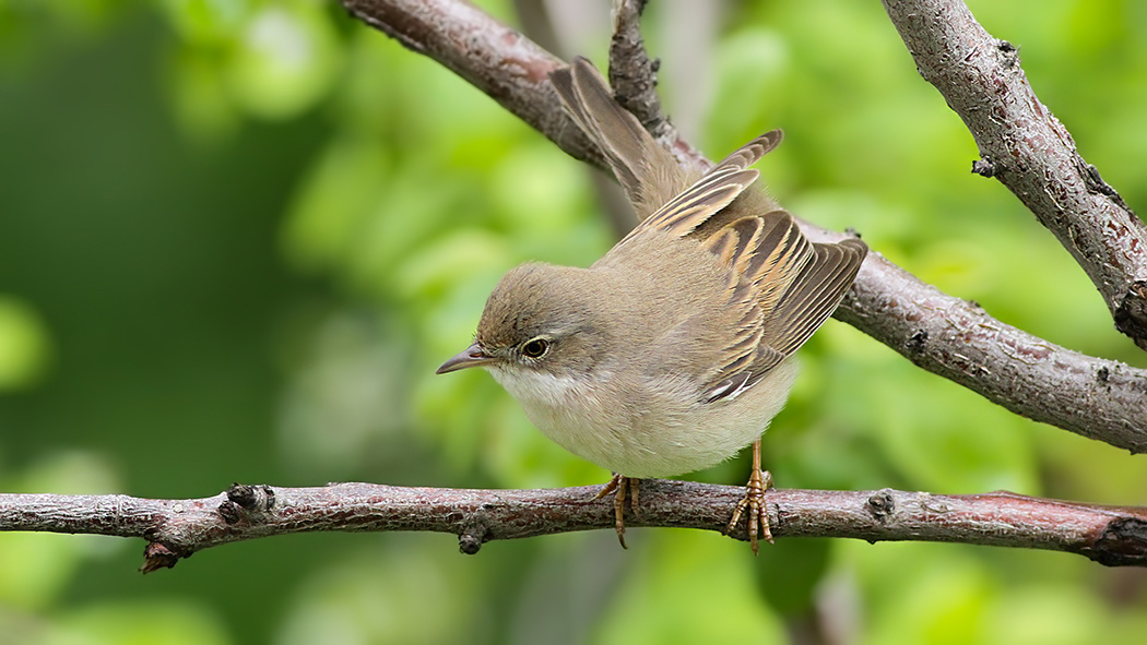 Common Whitethroat